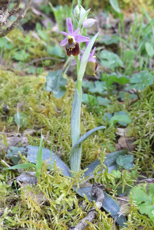 Le splendide Ophrys crabronifera e idinosauri! Esperia (Fr)